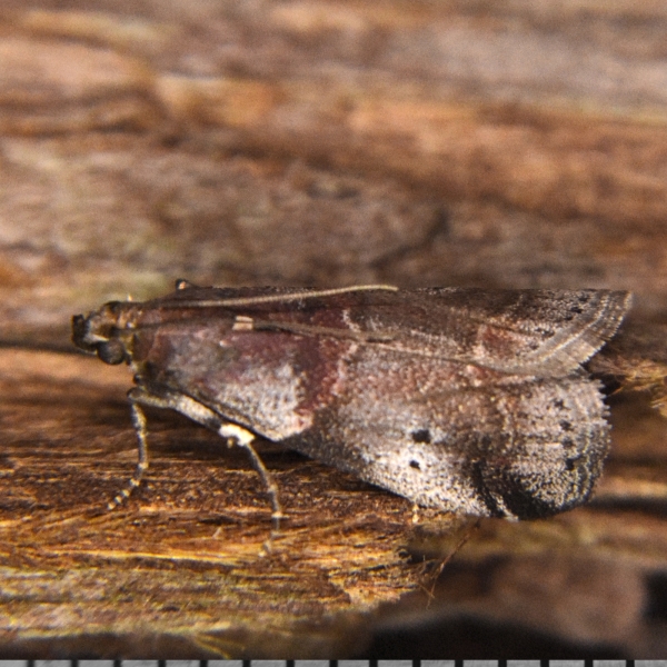 Photo of Acrobasis tricolorella by <a href="http://www.coffinpoint.ca/">Paul Westell</a>